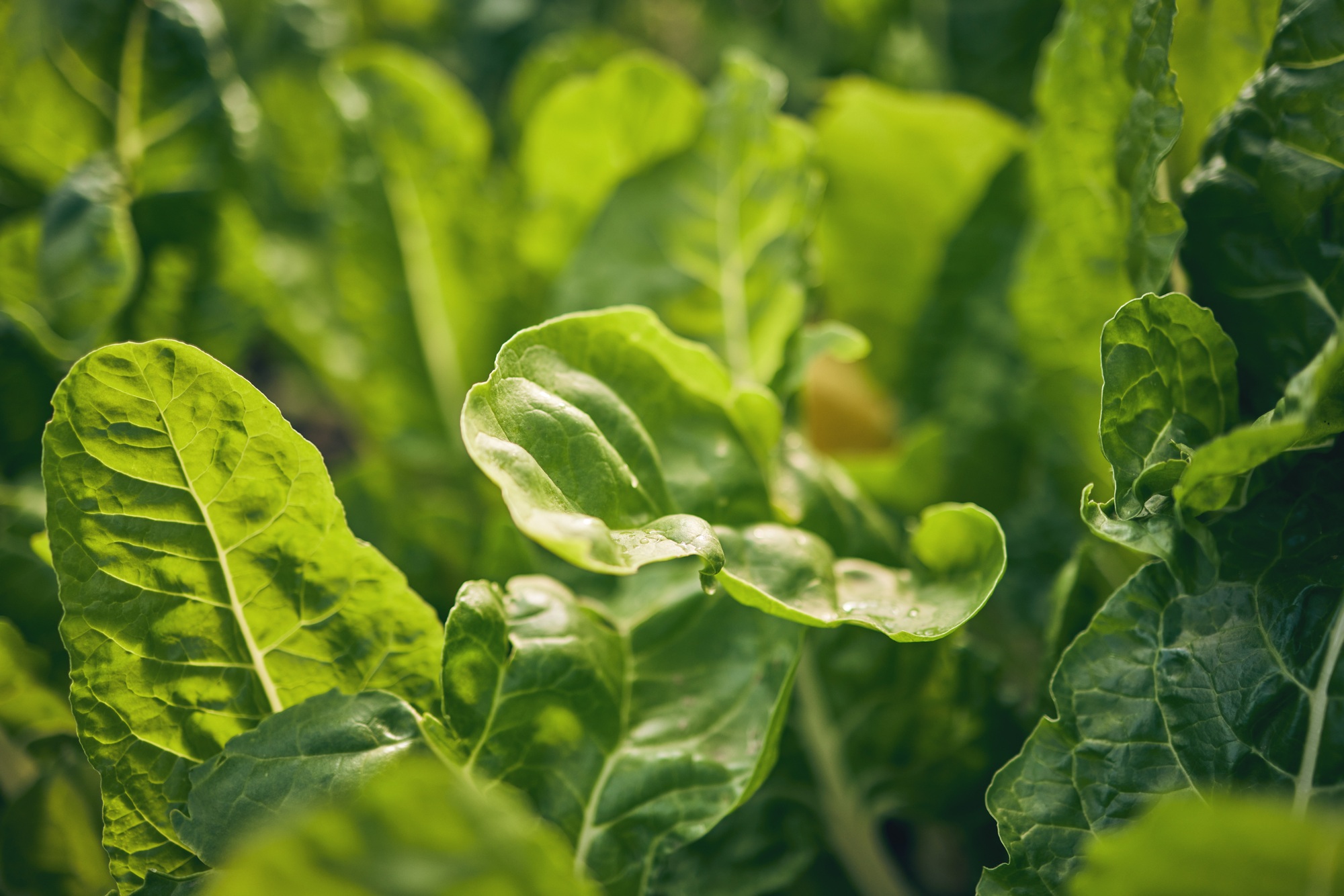 Spinach, vegetable and leaves, agriculture and green harvest, sustainable and agro business. Closeu
